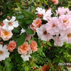 rosa rugosa fioritura autunnale
