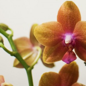 Phal nr19