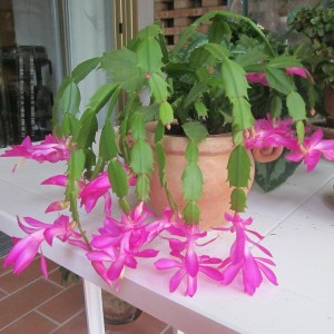 2012 - Schlumbergera