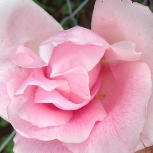 5Mme Grégoire Staechelin, Spanish Beauty 
P. Dot SPAGNA 1927
Frau Karl Druschki X Chateau de Clos Vougeot

Rosa rampicante con grandi fiori rosa c