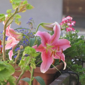 lilium