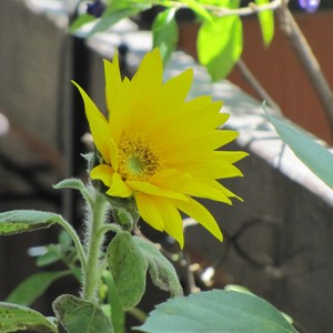 girasole