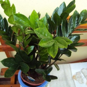 zamia