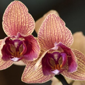 Phal nr 14