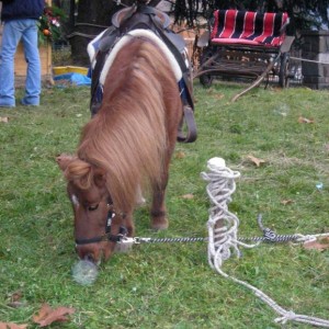DSCN4862
Parco delle Terme: animaletti vari.
Questi pony son veramente piccoli e robusti....