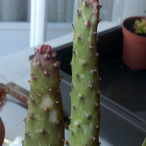 Opuntia monacantha f. monstruosa