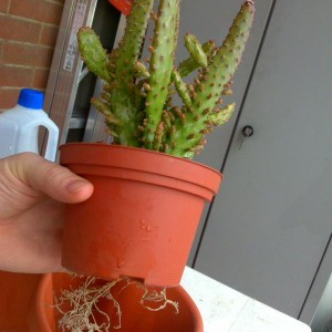 Opuntia monacantha f. monstruosa