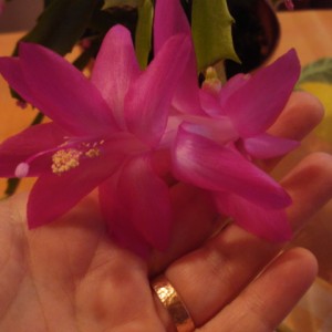 Schlumbergera