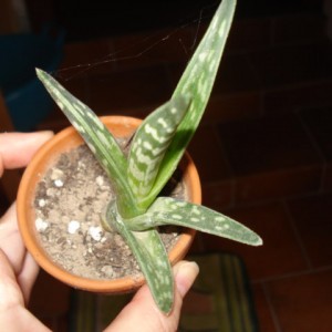 Aloe variegata