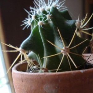 Ferocactus glaucescens