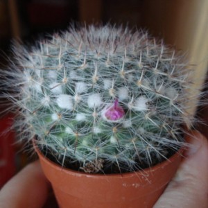 Mammillaria