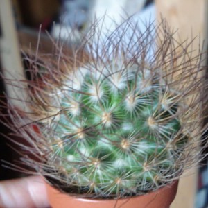 Ferocactus