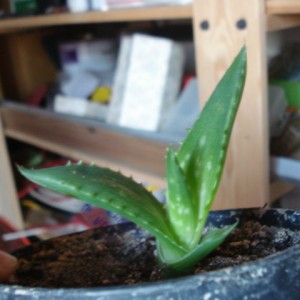 Aloe ferox