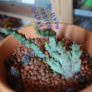 Stapelia variegata nana