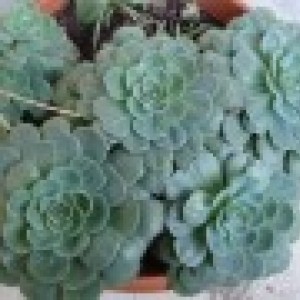 Echeveria Glauca