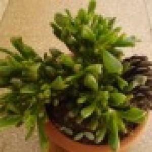 Crassula Hobbit