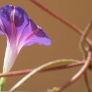 campanula