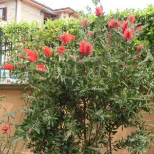 callistemon