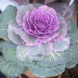 Brassica