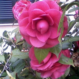 Camellia matothiana retro