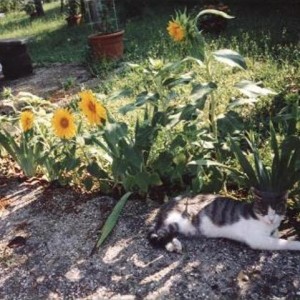 Girasoli  con Pelouche