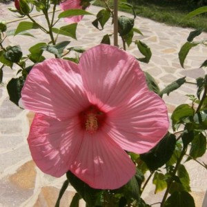 Lo splendido Hibiscus moscheutos