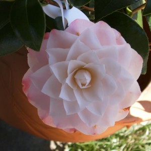 Camellia Nuccio's pearl