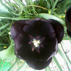 Il mio primo tulipano nero