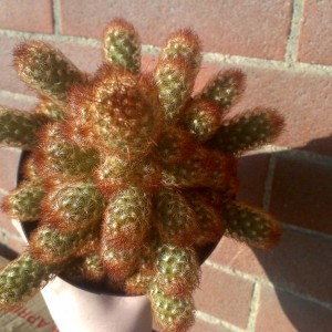 Mammilaria Elongata 02/01/2013