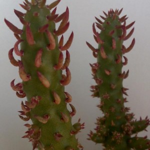 Opuntia subulata fa. monstruosa