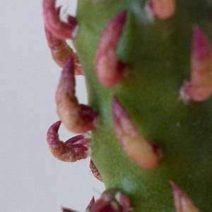 Opuntia subulata fa. monstruosa