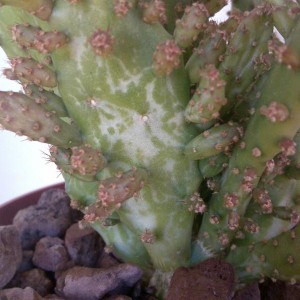 Opuntia monacantha f. monstruosa