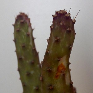 Opuntia monacantha f. monstruosa