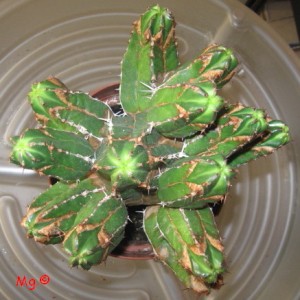 Euphorbia officinarum ssp. echinus