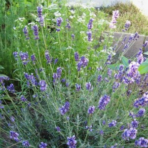 lavanda in fiore