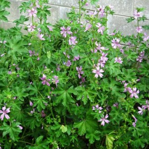 IMG 1934 malva in fiore