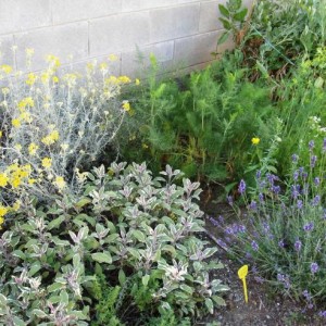 elicriso salvia triolor lavanda erbamara finocchietto