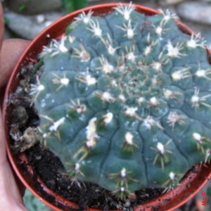 gymnocalycium striglianum