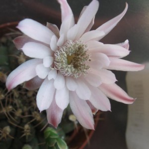 gymnocalycium venturi 1