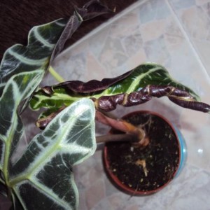 alocasia