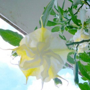 brugmansia tiara bianco