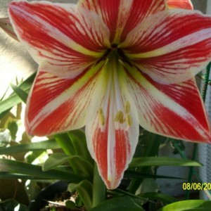 amaryllis bi colour