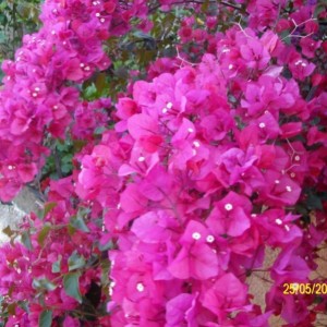 bucanville rosa 4