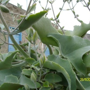 kalanchoe beharensis2