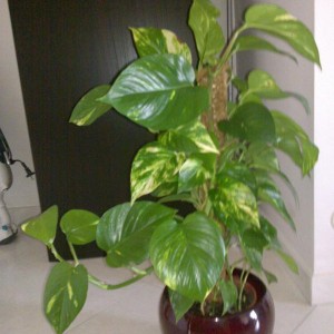 Pothos