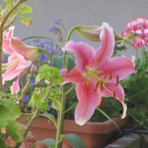 lilium