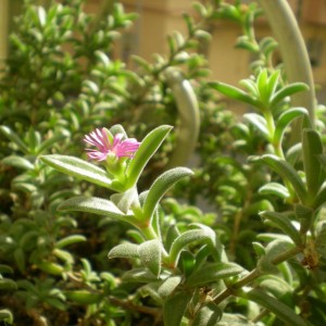 Delosperma ecklonis rosa