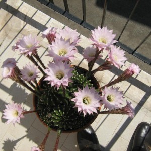 Echinopsis in Calabria