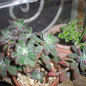 Echeveria pulvinata