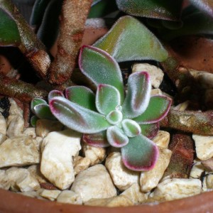 Echeveria, particolare